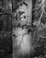 Stephan-Redel-0367-1034-07658