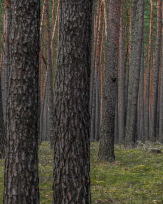 Stephan-Redel-0371-958-04323