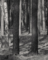 Stephan-Redel-0372-958-04315