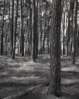 Stephan-Redel-0374-958-04302