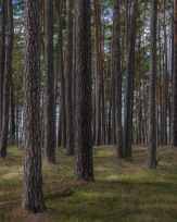 Stephan-Redel-0382-958-04299