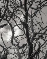 Stephan-Redel-0385-958-04289