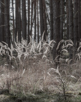 Stephan-Redel-0387-958-04277