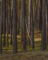 Stephan-Redel-0388-958-04262