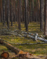 Stephan-Redel-0390-958-04253