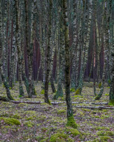 Stephan-Redel-0393-952-03966