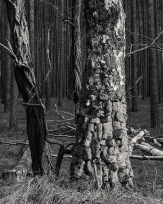 Stephan-Redel-0394-958-04252