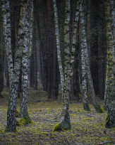 Stephan-Redel-0402-952-03956