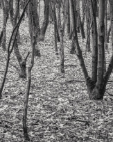 Stephan-Redel-0403-952-03940