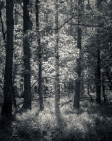 Stephan-Redel-0406-889-0047