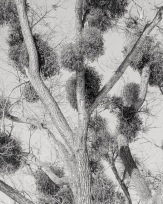 Stephan-Redel-0409-950-03538