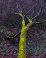 Stephan-Redel-0431-933-02700