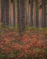 Stephan-Redel-0440-932-02568