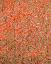 Stephan-Redel-0441-931-02543