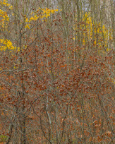 Stephan-Redel-0449-931-02508