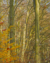 Stephan-Redel-0451-931-02500