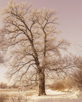 Stephan-Redel-0453-950-03500