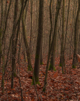 Stephan-Redel-0456-930-02400