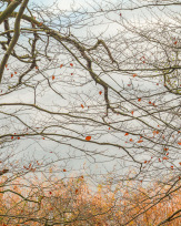 Stephan-Redel-0458-930-02418