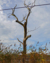 Stephan-Redel-0465-930-02393