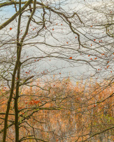 Stephan-Redel-0466-930-02417