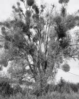 Stephan-Redel-0467-930-02377