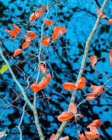 Stephan-Redel-0474-930-02309