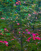 Stephan-Redel-0479-928-01842