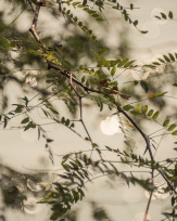 Stephan-Redel-0485-883-0155