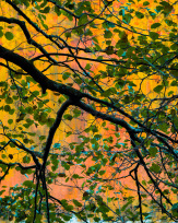 Stephan-Redel-0489-930-02333