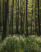 Stephan-Redel-0493-928-01775