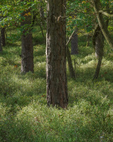 Stephan-Redel-0525-889-0049