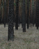 Stephan-Redel-0531-885-01259