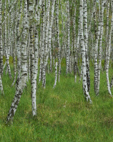 Stephan-Redel-0533-880-0053