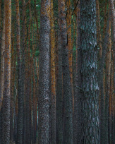 Stephan-Redel-0534-885-01251