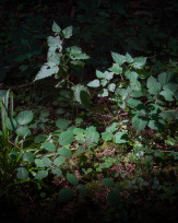 Stephan-Redel-0536-879-0668