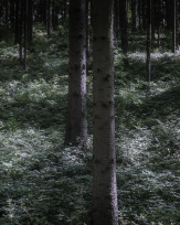 Stephan-Redel-0538-879-0624