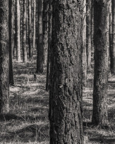 Stephan-Redel-0549-868-08194