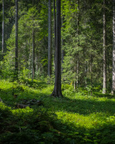 Stephan-Redel-0556-879-0114