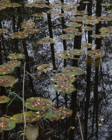 Stephan-Redel-0557-849-03987