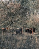 Stephan-Redel-0575-848-03609