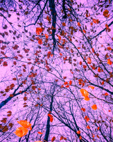 Stephan-Redel-0588-812-03753