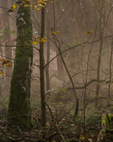 Stephan-Redel-0594-810-03408