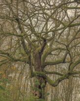 Stephan-Redel-0595-810-03400