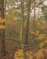 Stephan-Redel-0596-810-03382