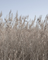 Stephan-Redel-0602-774-09967