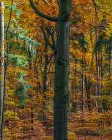 Stephan-Redel-0613-693-6854