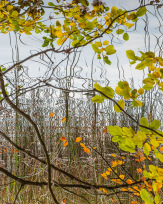 Stephan-Redel-0615-693-6918