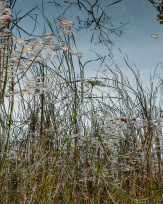 Stephan-Redel-0617-693-6919