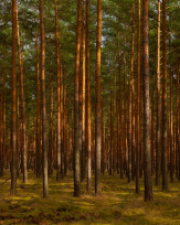 Stephan-Redel-0619-651-3238